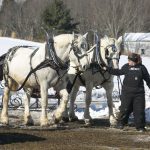 Misty Haven Carriage Horse Team